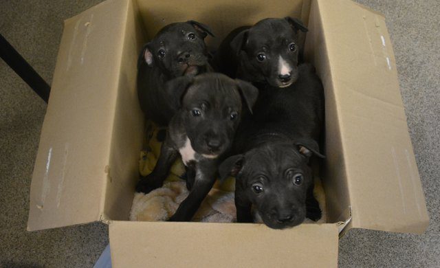 abandoned pit bull puppies