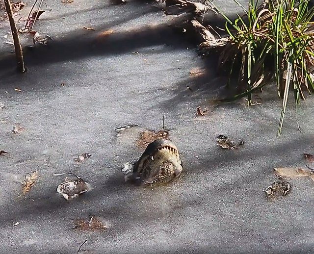alligators survive freezing winter