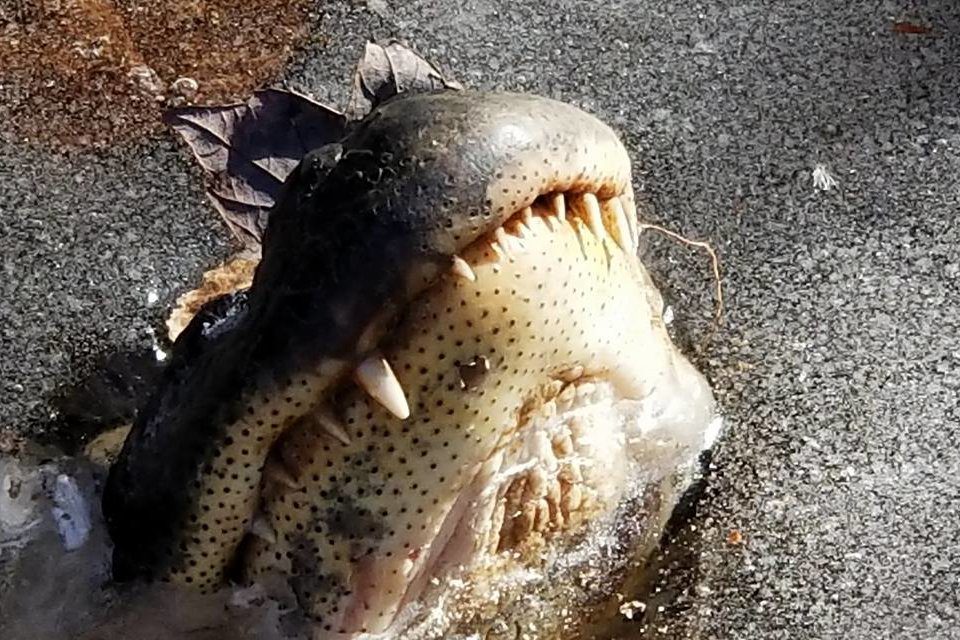 alligators survive freezing winter