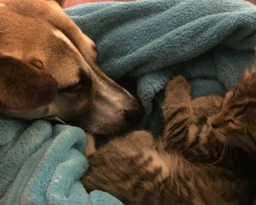 Mom Rescued Kitten For Her Dog Who Did Not Like Being Alone