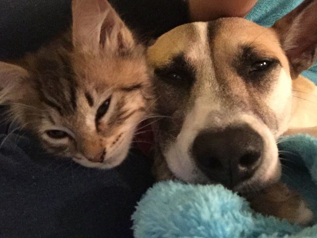 anxious dog bonds rescue kitten