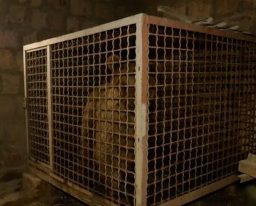Wild Bear Rescued From Dark, Dingy Warehouse