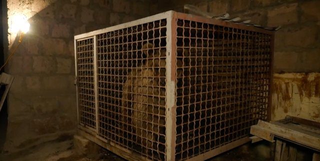 bear trapped in cage