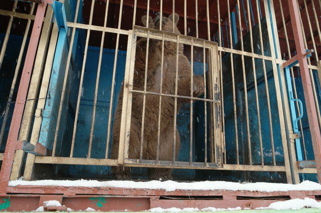 bear trapped in cage