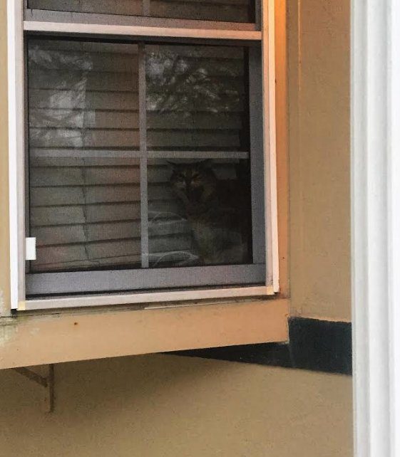 cat burglar steals amazon package