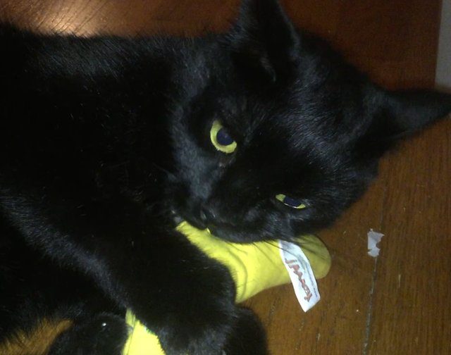 cat burglar steals amazon package