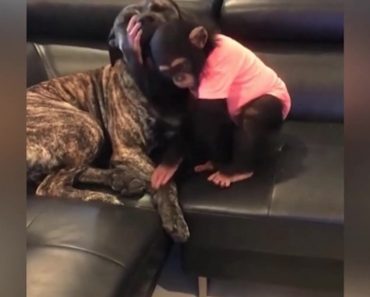 Viral Video Of Chimp Playing With Dog Is Not What It Seems