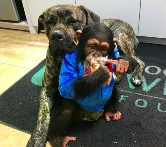 chimp hugging dog