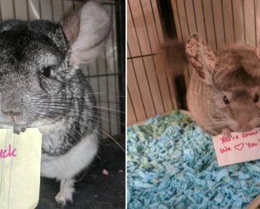 Chinchillas Have The Cutest Way Of Cheering Up Their Mom