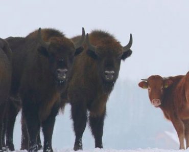 Herd Of Wild Bison Welcome Runaway Cow