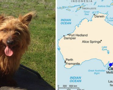 Adventurous Dog Hitchhiked Across Australia All By Himself