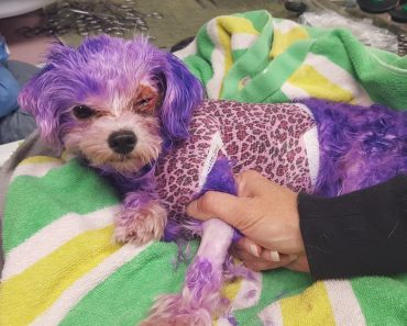 Abuser Dyed Dog’s Hair Purple And Later Abandoned Her