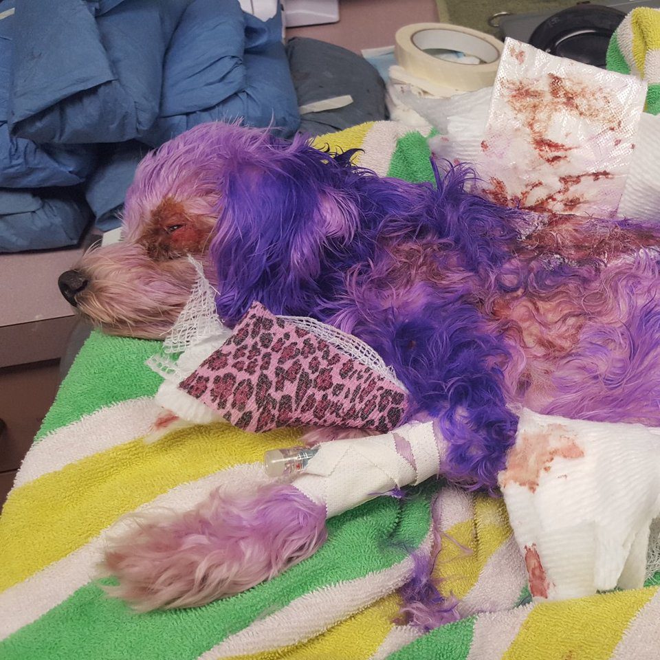 dog purple hair dye