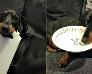Silly Puppy Steals And Hides All Sorts Of Items From His Owners