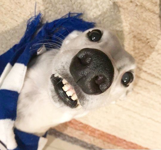 dog with human teeth