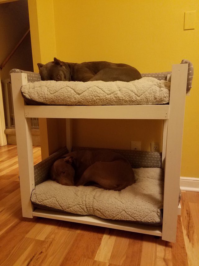dogs get bunk beds