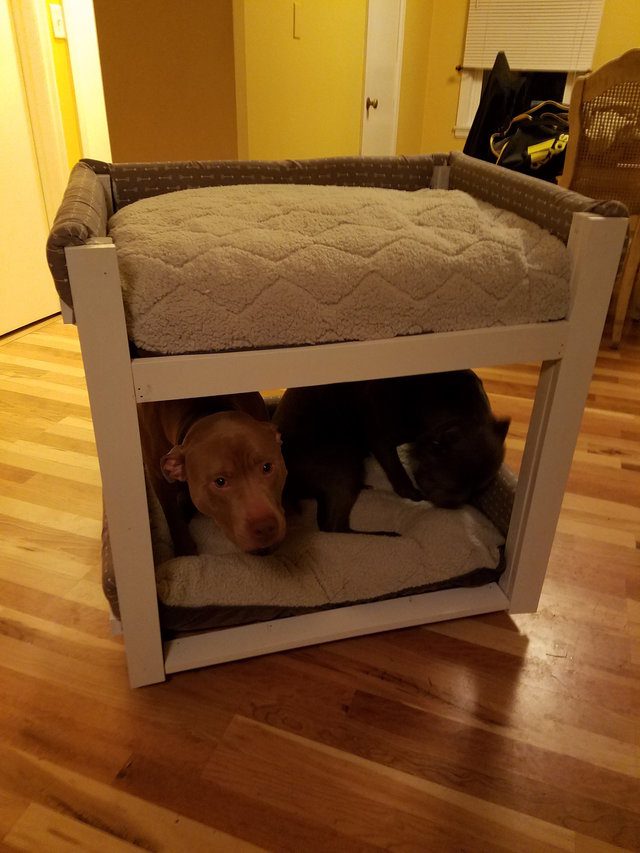 dogs get bunk beds