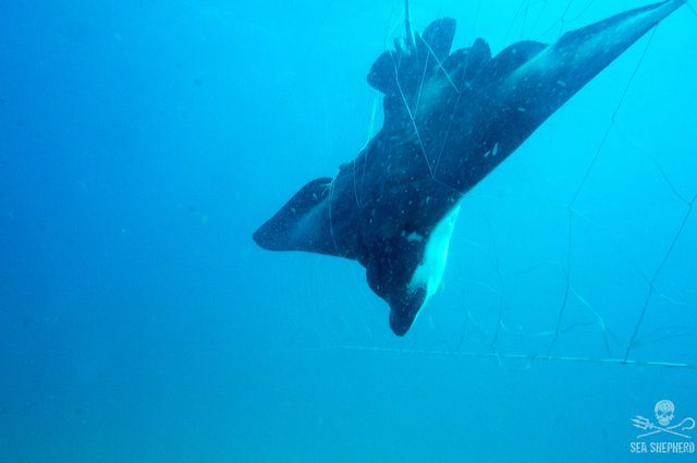eagle rays caught shark nets