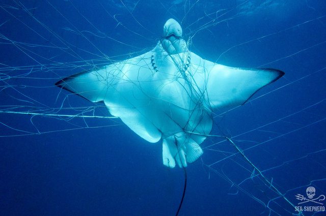 eagle rays caught shark nets