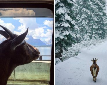 Couple Travels The Country With Their Precious Animals