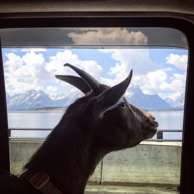 goat and dog travel country