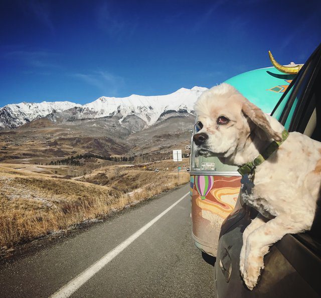 goat and dog travel country