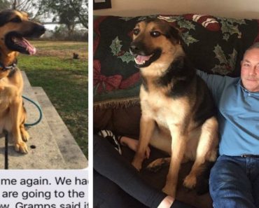 Epic Relationship Between Man And His Granddog Has Won Hearts Across The Internet