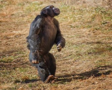 Research Chimps Finally Free To Live Outdoors For The First Time