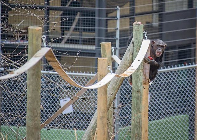 lab chimps explore outdoors