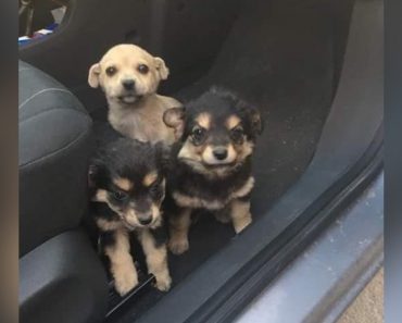 Hero Rescues Puppies Found Running In Highway Traffic