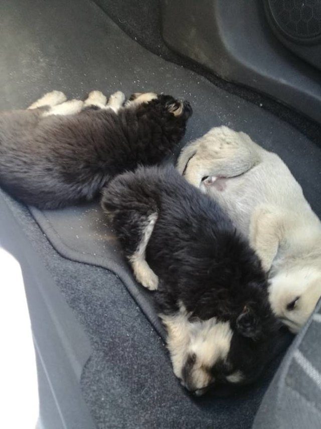 man finds puppies highway