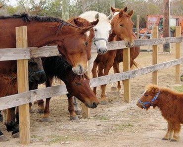 Horse With Dwarfism Has No Idea He Is Different From The Others