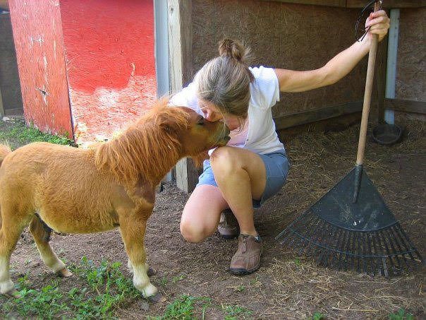miniature horse with dwarfism
