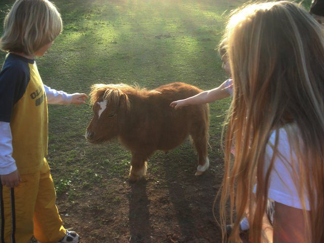 miniature horse with dwarfism