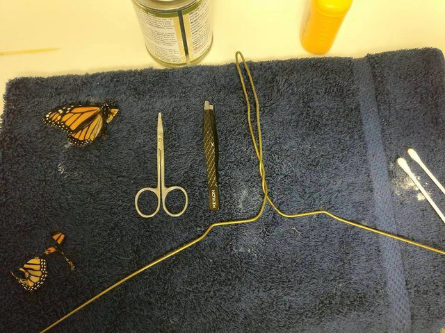 monarch butterfly torn wing surgery