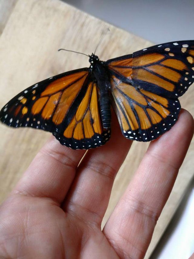 monarch butterfly torn wing surgery