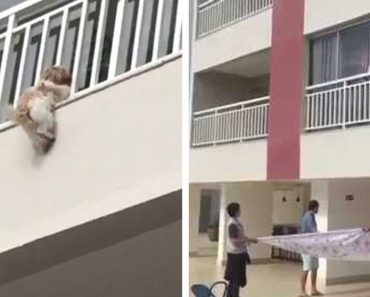 Neighbors See Shih Tzu Dangling From Balcony, Rally Together Quickly To Save Her