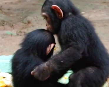 Baby Chimp Rescued After Poachers Killed His Mother
