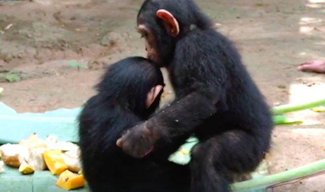 orphaned chimp new friend