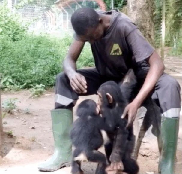 orphaned chimp new friend