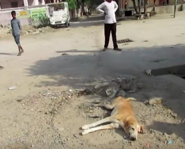 People Rescue Dog Found Lying In Street Unable To Walk