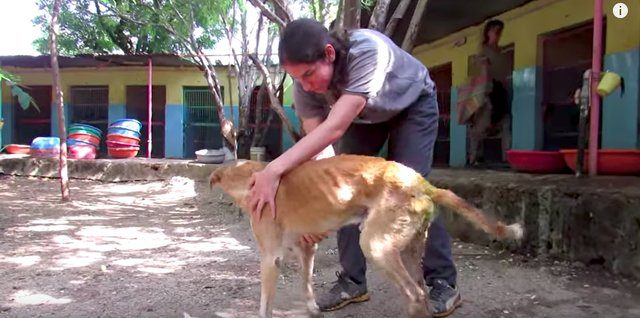 paralyzed dog rescue india