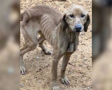 Starving Dog Has Incredible Transformation After Being Rescued From The Streets