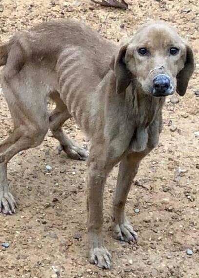 people save starving dog