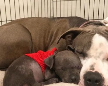 Puppy Helps Mother Dog Overcome The Loss Of Her Babies