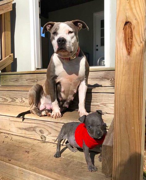 pit bull adopts puppy