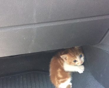 Police Shut Down Entire Freeway To Save Tiny Kitten Running Through Traffic In New Zealand