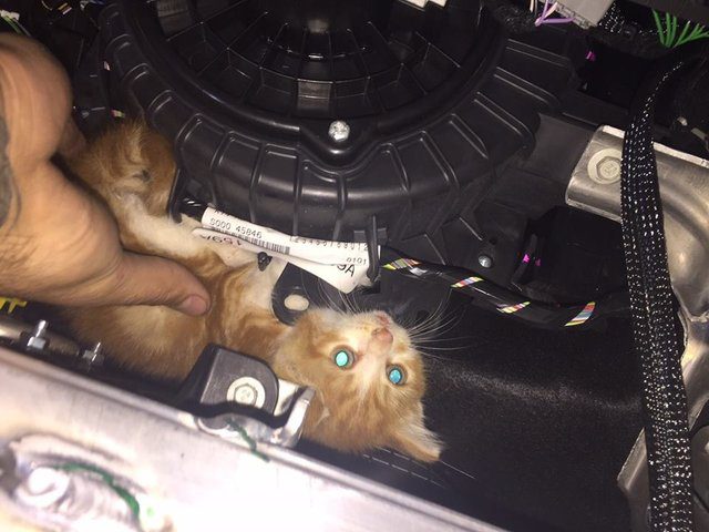 police save kitten from freeway
