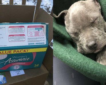 Man Peeks Inside Empty Cardboard Box And Discovers Two Frozen Puppies Inside