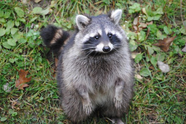 raccoon found high on drugs
